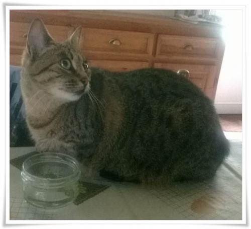 Chat La Lipidose Hepatique Du Chat Les Loisirs De Kewee