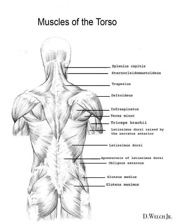 Back Muscles Study by DarkKenjie on DeviantArt
