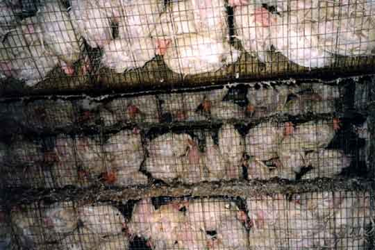 factory farms form