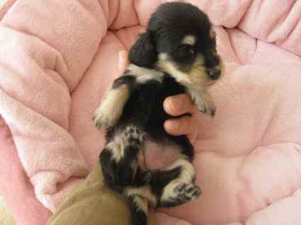 ミニチュアダックスフンド ケアンテリアのブリーダー子犬販売ワイズプリティーdiary