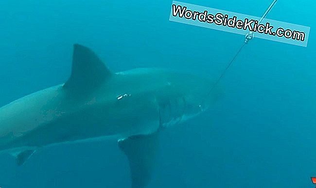 オーストラリアのビーチの近くで発見された16フィートの偉大な白いサメ 21 動物
