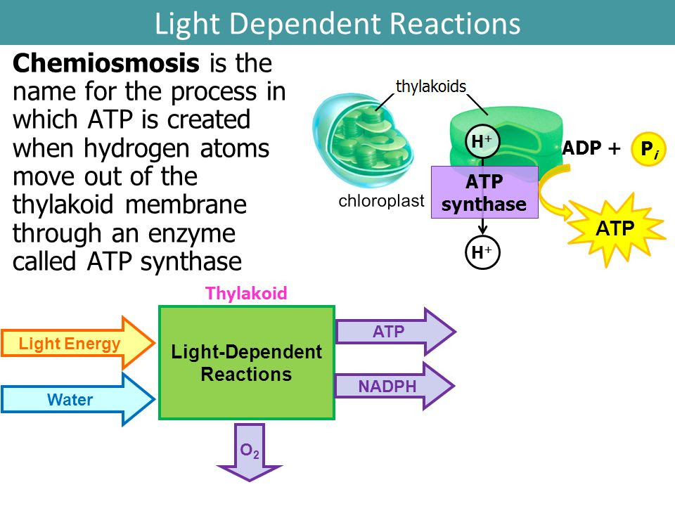 Topic 5: Cellular Energy - ppt video online download