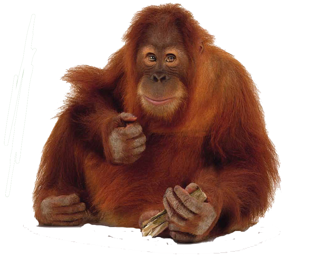 Orangutan PNG images free download Orangutan PNG images free download