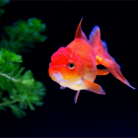 金魚水槽におすすめの水草 初心者必見 水草の種類から植え方までの解説 金魚一筋 100 金魚飼育ガイド