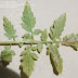 Leaves Turning Black On Pepper Plants - Dec 17, 2018 · hot weather hot air, especially sudden rises in temperature, can leach all the moisture out of your plants and cause blackened leaves.