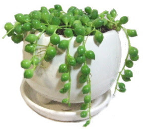 選択した画像 グリーンネックレス 増やし方 ブログ 誕生 日 ライン 友達