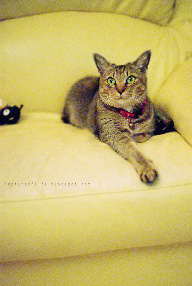 Bill the little princess