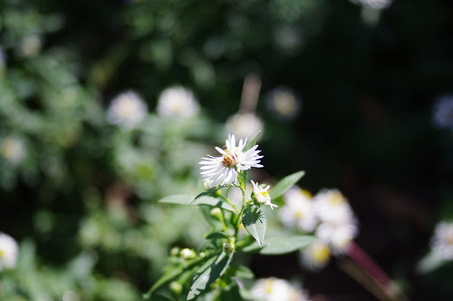 names of flowers with pictures