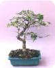 Witte acacia zaaien