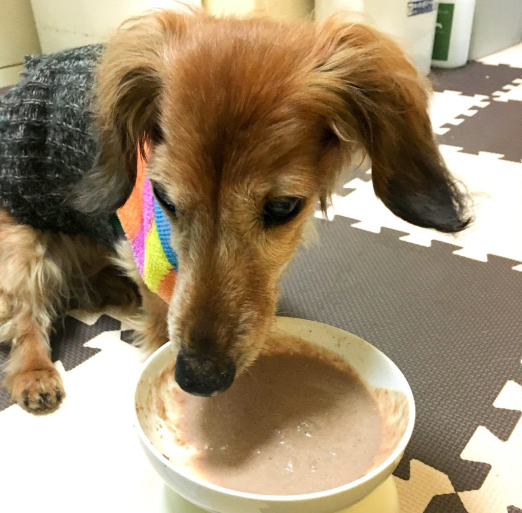 老犬 シニア犬の食欲不振 年齢と共に変わる食い渋り 食欲低下の悩み Wanwanlab ワンワンラボ