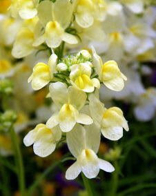 花 リナリア 3月5日の花と花言葉 リナリア 魅る魅るガーデニング