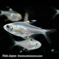 透明な熱帯魚人気ランキング みずもの人気ランキング 熱帯魚のことなら みずものコム