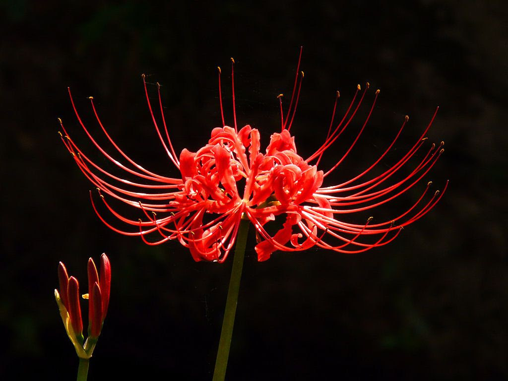 彼岸花 ヒガンバナ 曼珠沙華 マンジュシャゲ 壁紙写真集 無料写真素材