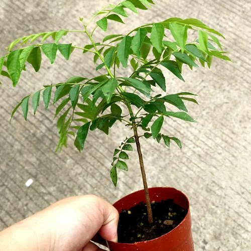 100 CURRY LEAF TREE SEEDS PETTED CULINARY HERB PLANT OUTDOOR YARD BALCONY  DECOR