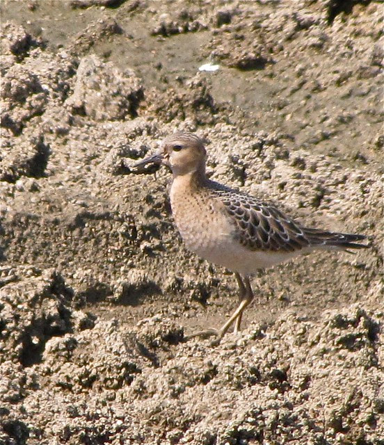 Buff-breasted Sandpiper at Gridley Wastewater Treatment Ponds 66