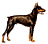Dobermann