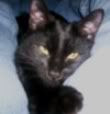 Shadow Jaspurr