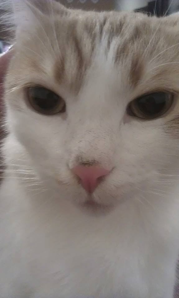 Schwarzer Fleck Auf Katzen Nase Hervouguarficf