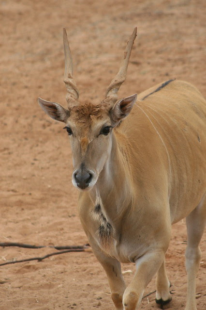 Monarto