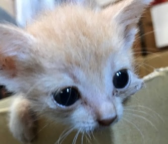 生まれたばかりの子猫ウッディ ｋさんで保護 里親さん募集です 紙バンドクラフトバンド講座磐田市