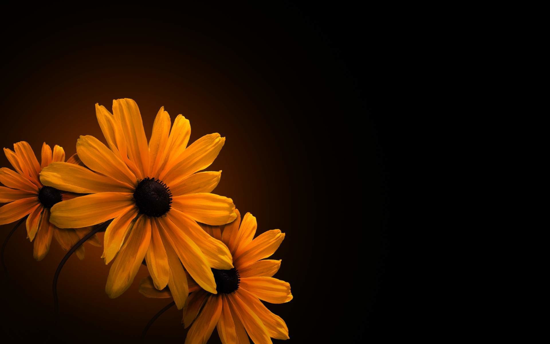  Flowers  on Black  Background  Wallpaper  77 images 