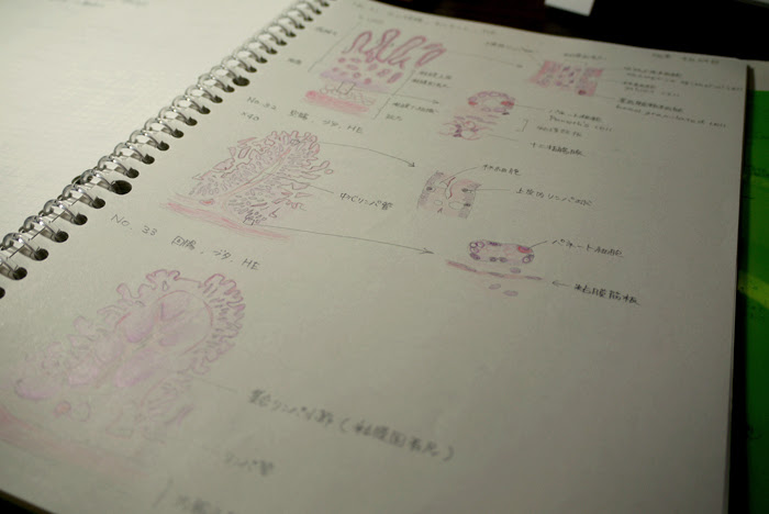 ポプラと組織学実習＠アベ - その他