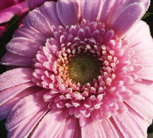 frost on gerbera