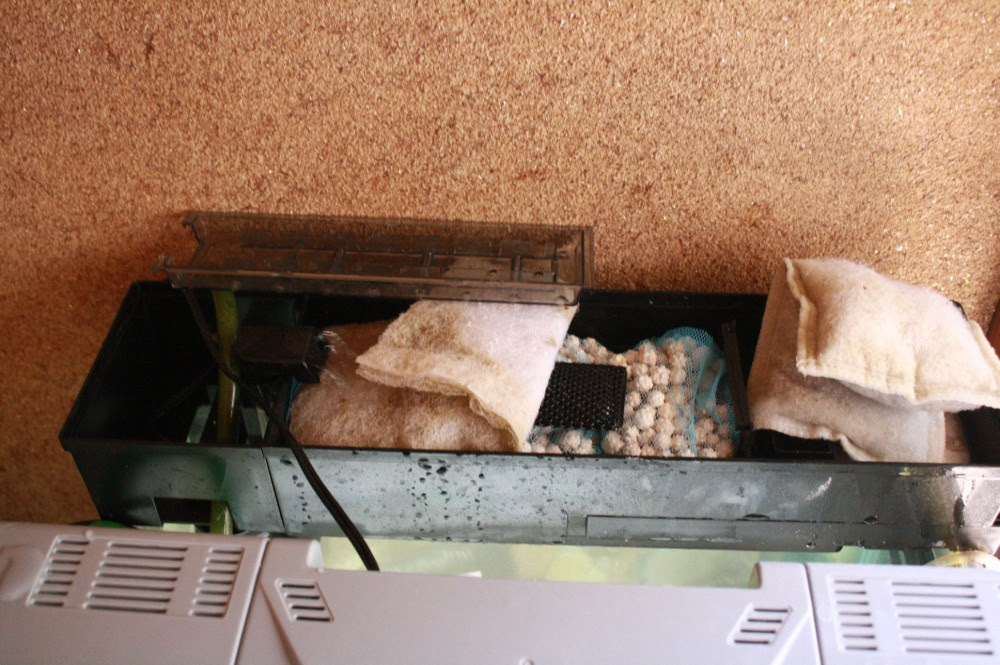 上部フィルターろ材交換 僕とミドリフグのケン クボタ