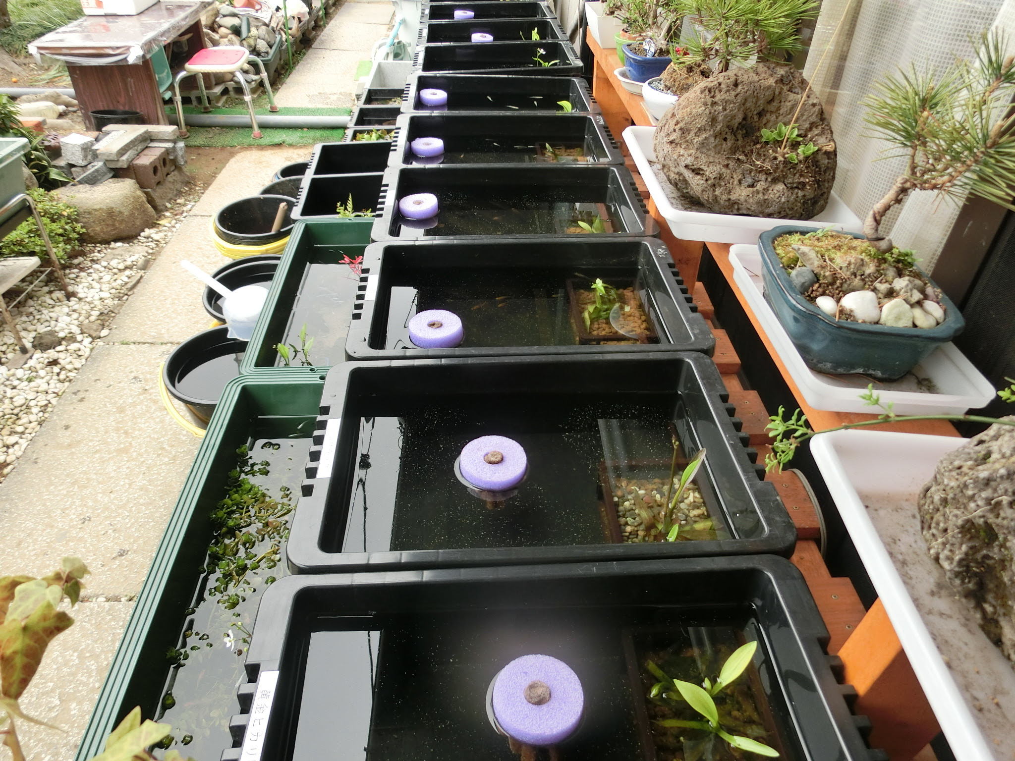 採卵容器の今 87 はな ジ ジのめだか日記