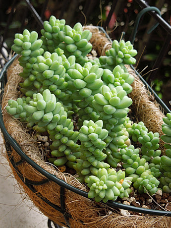 ビアホップが元気です 多肉植物