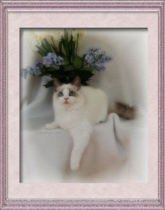Maine coon vs ragdoll | (ragdoll cats in conn)
