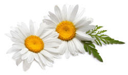 Chamomile Health Benefits