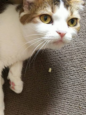猫のテラスハウス 愛知県春日井市の子猫直販売は 猫のテラスハウス 猫カフェの猫ちゃんたち