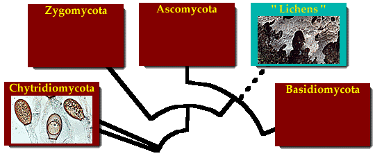 Systematics Of The Fungi