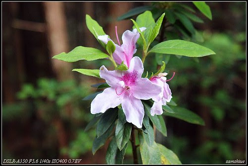 DSC01386_nEO_IMG