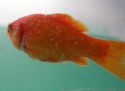 金魚の白点病治療 自己解決ねっと