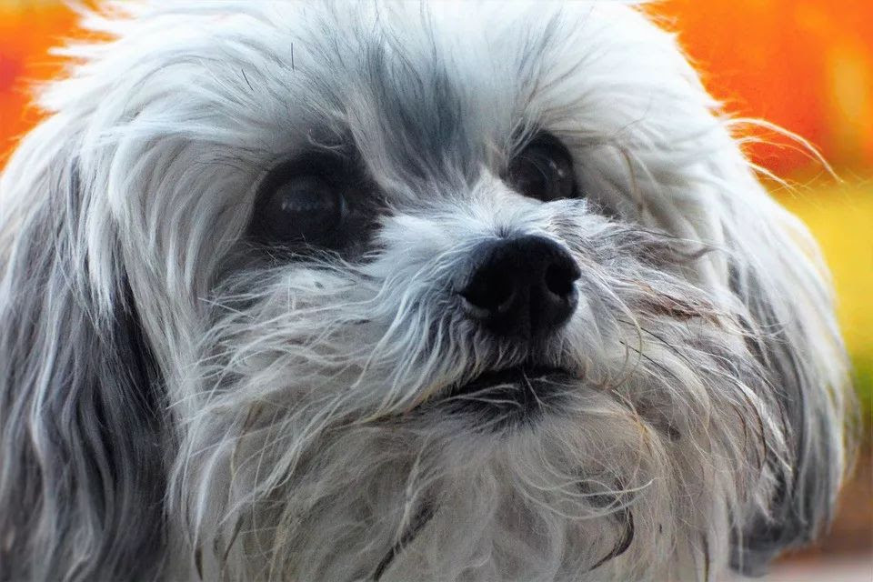 灰色 泰迪 最珍贵的贵宾犬 狗狗