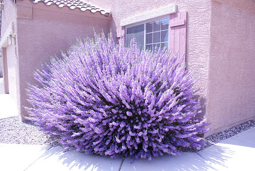 purple texas sage by Digital Heather