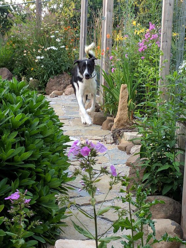 dog and kid friendly backyard ideas