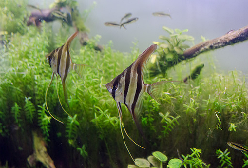エンゼルフィッシュの産卵 周期ってどれくらい 熱帯魚 淡水魚 海水魚の図鑑