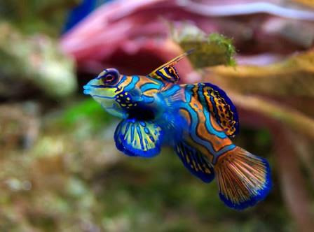 Top 10 most aggressive aquarium fish