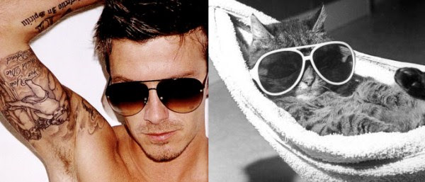 tumblr mkydv3cQxB1s77zr6o1 1280 Cats Who Could Be Male Models (128 photos)