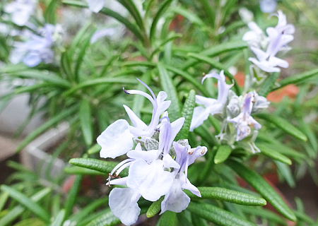 ハーブの種類 ローズマリー 代表的な品種とおすすめの品種や種類