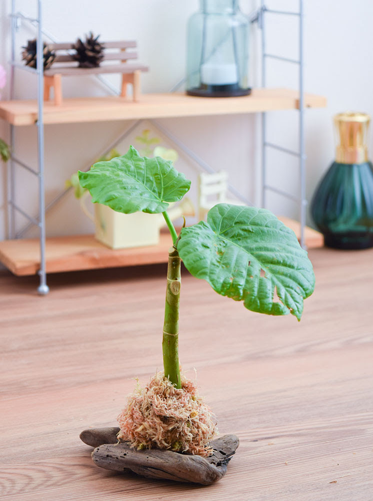 挿し木でも増え続けるウンベラータたち Kobiのシークレットガーデン 観葉植物 多肉植物の育て方