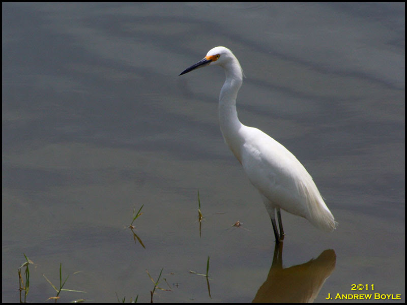 Snowy Egret