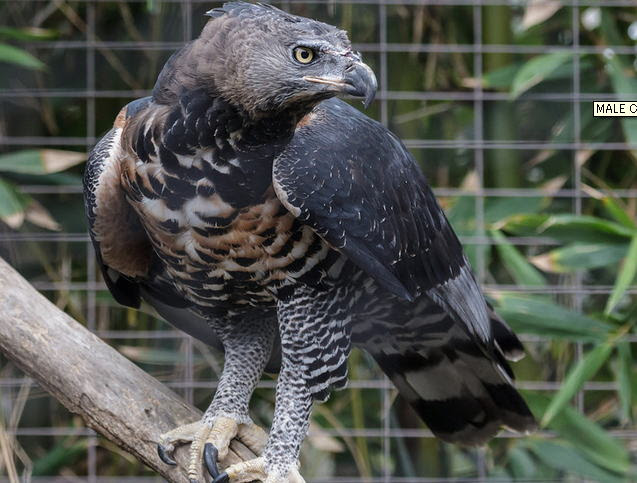 Raptors