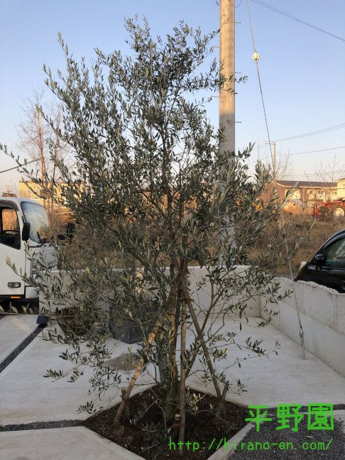 配達レポートその４１ オリーブ 植木屋 Yome Blog