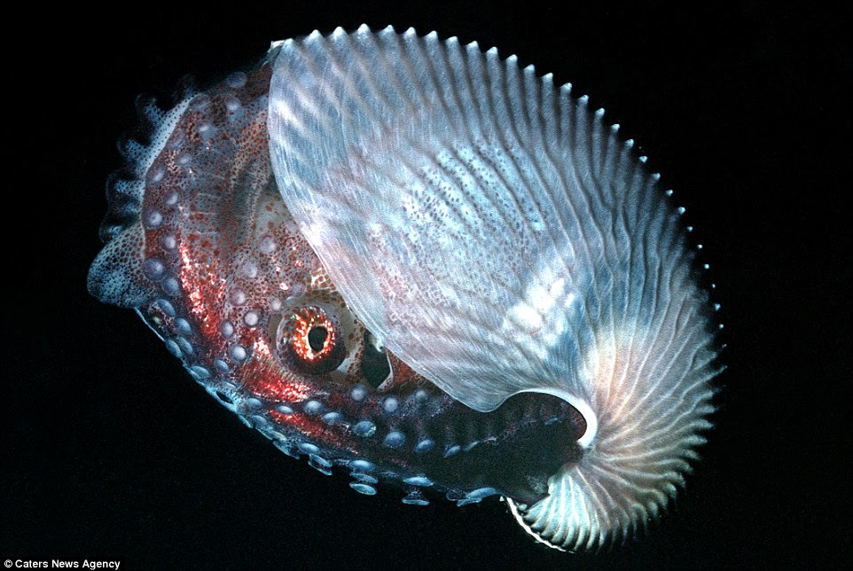 Ghostly: Almost all ocean animals that do not have teeth, toxins or the ability to speed away from predators have some degree of invisibility, said Sönke Johnsen, a scientist and writer for Scientific American. A white shrimp is pictured