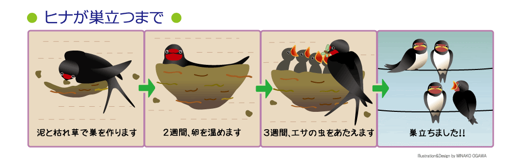 ツバメのオリジナルグッズをご紹介