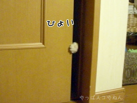 引き戸をあけるねこ やっぱスコやねん